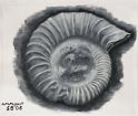 Ammonit, 2006, Öl-Leinen, 29x23,5